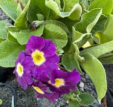 Image result for Primula x pubescens