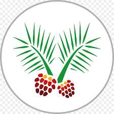 Palm oil is one of the most efficient and widely used vegetable oil that comes from the fruit of oil palm trees. Palm Oil Tree Png Download 1500 1500 Free Transparent African Oil Palm Png Download Cleanpng Kisspng