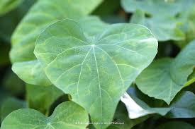 Image result for Cissampelos torulosa