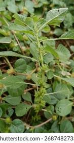 Image result for Amaranthus graecizans