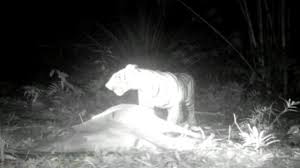 Mereka tidak tahu di balik tembok itu adalah kandang harimau. Cerita Horor Usai Lepasnya Harimau Di Sinka Zoo Yang Terkam Pawang Hingga Tewas Regional Liputan6 Com