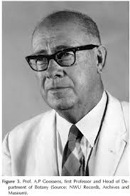 Image result for Styppeiochloa gynoglossa