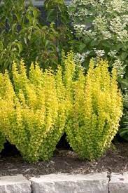 Unlike most grasses, this one grows best and looks best in partial shade. 18 Best Bright Green Plants Ideas Plants Garden Shrubs Shrubs