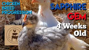 We did not find results for: Sapphire Gem Chicken Breed Progression Of Chick To Adult 4 Weeks Old Youtube