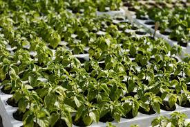 Temperatures over 90° f can cause buds and blossoms to drop; How To Start Grow Peppers From Seed Pepper Joe S