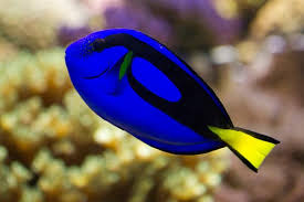 We did not find results for: Finding Dory Fakta Fakta Ikan Dori Yang Harus Kamu Tahu