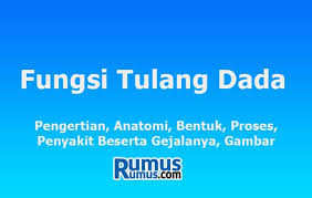Mengutip kemdikbud ri, tubuh manusia dapat berdiri tegak dan memiliki bentuk karena ada kerangka tubuh atau rangka. Fungsi Tulang Dada Pengertian Anatomi Bentuk Penyakit Dan Gejala