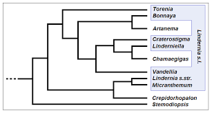 Image result for Stemodiopsis