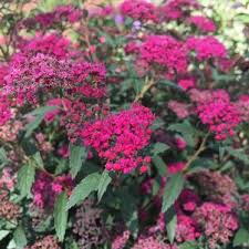 Bright, golden yellow foliage make this small shrub a sunny addition to any garden. Morden Golden Glow Elderberry From Garden Debut