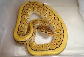 Our delivery schedule can be found below: Ball Python Morphs The 50 Most Popular Pictures Prices