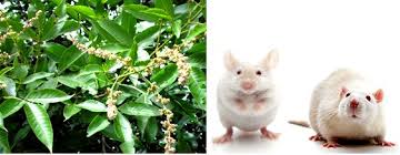 Image result for Vitex thyrsiflora