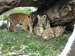 Tiger Takeover| Cleveland Zoological Society