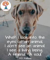 When I Look Into The Eyes Of An Animal When I Look Into The Eyes Of An Animal I Don T See An Animal I See A Living Being A Friend A Soul Pets Animals Petso Pets Animal Quotes Animals