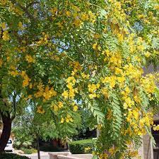 Tipuana Tipu Arbre Originaire D Amerique Du Sud Hauteur Max 18 M Fixateur D Azote Jardines Disenos De Jardines Arboles