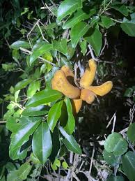 Image result for Deinbollia sp. A