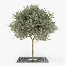 3d Models Tree Olive Tree Olive Tree Olive Tree