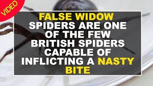 3 animals can lead you to water. Venomous Spider Attacks Dog In Dublin Week After Owner Bitten At Exact Same Spot While On Walk Irish Mirror Online