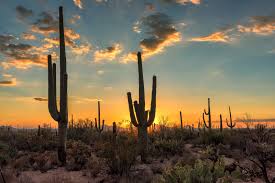 Your tucson arizona sunset stock images are ready. Silhouette Of Saguaro At Sunset Tucson Arizona Cristi Soiya