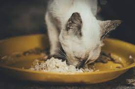 It is the only domesticated species in the family felidae and is often referred to as the domestic cat to distinguish it from the wild. Giving Rice To Cats Is It A Good Idea Holidogtimes