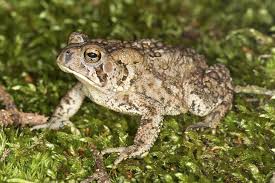 However, the cane toads, which can grow as large as a dinner plate, preferred to eat native frogs, small marsupials and snakes. Long Island S Toad Ally Misunderstood Amphibians
