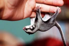 Pin On Animals