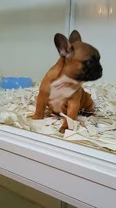 Fransiz Bulldog Yavrulari Ucretli Sahiplendirme Fransiz Bulldog Yavrulari Ucretli Sahiplendirme Kopek Kopekseverler Bulldog Evcil Hayvanlar Kopek
