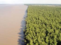 The delta variant, which is more transmissible and is better at evading vaccines, is expected to become dominant in the us. Working For A Climate Resilient Future For The Mekong Delta