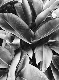 Black And White Magazine Aesthetic Digital Temple Magazine Black And White Aesthetic Gray Aesthetic Plant Photography