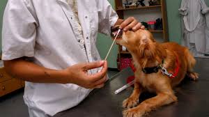 They aim to help consumers better understand the results of their dog's tests, and provide the information pet owners need to make informed decisions about their health. Should You Get Your Pet S Dna Tested Scientists Urge Caution Science Aaas