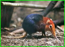 Aug 08, 2020 · flora di inggris adalah: Nama Hewan Dari Huruf E Bahasa Inggris Dunia Fauna Hewan Binatang Tumbuhan Elephant Shrew Rare Animals Animals Beautiful