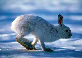 Select from 35919 printable crafts of cartoons, nature, animals, bible and many more. Summit Outside Snowshoe Hares And Their Tracks Summitdaily Com