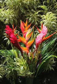 Plumeria trees are tropical and therefore must have conditions at least approximating tropical/subtropical in order to flourish. Home Page Tropical Flowers Bouquets Of Hawaii