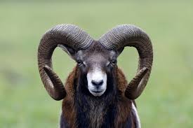 Rams Pay Big Price For Having Big Horns Study Shows Horns Animals Big Horn Sheep