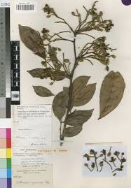 Image result for Julbernardia seretii