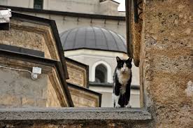 Fifth, an animal that is born of one parent that is permissible to eat and another that is not permissible to eat is haram to eat because the. Islam And Cats Wikipedia
