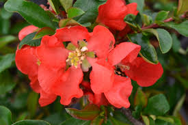 Edible fruit is used to make jam and jellies. Chaenomeles Speciosa Texas Scarlet Red Flowering Quince Coloradohardyplants Com