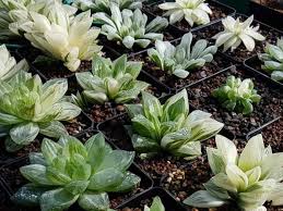 Photos, art, growing tips, sales/trades, news, stories. How To Grow And Care For Haworthia World Of Succulents