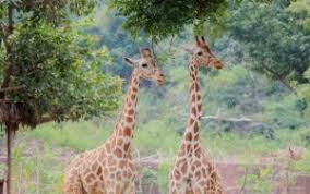 5 Unique Facts About The Indira Gandhi Zoo In Vizag That You Must Know