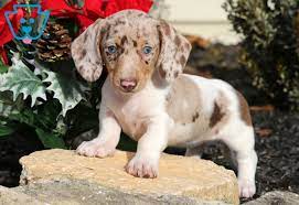 Nala Dachshund Miniature Puppy For Sale Keystone Puppies Miniature Puppies Dachshund Puppy Miniature Dapple Dachshund Puppy