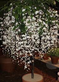 Image result for Clerodendrum abilioi