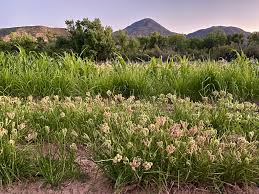 Image result for Eleusine coracana