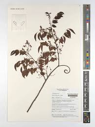 Image result for Rourea minor