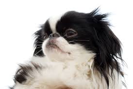 Related Image Japanese Chin Puppies Japanese Chin Dog Japanese Chin