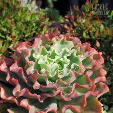 The beauty of the echeveria secunda is the perfectly formed oval rosette with pale blue oval leaves. Echeveria Blue Curls Fickle Prickles