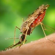 Choosing the best pest control provider to keep your home free from invading pests and to ensure your environment remains clean and healthy is the right call. Residential And Commercial Pest Control