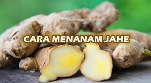 Cara menanam jahe | jahe merupakan salah satu rempah khas indonesia yang banyak dibutuhkan masyarakat, karena khasiatnya yang ampuh menghangatkan tubuh. Cara Menanam Jahe Yang Benar Kutanam