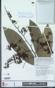 Image result for Rhabdophyllum welwitschii