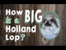 How Big Is A Holland Lop Rabbit