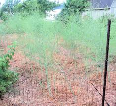 This is most likely so you will buy more crowns to plant. Asparagus Bed Cleanup Plus Q A Happy Acres Blog