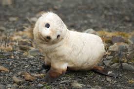 You Can Tell Canada To Stop The Cruel Killing Of Adorable Baby Seals
